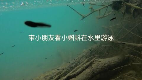 蝌蚪网在线观看视频,探索科技前沿的视觉之旅