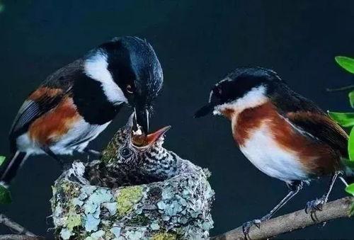 鸟仔踏视频机关制作,开启奇幻探险之旅