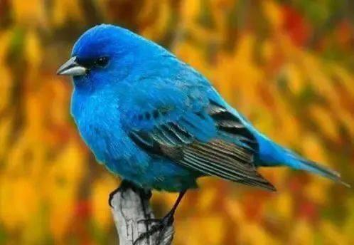 鸟仔踏视频机关制作,开启奇幻探险之旅