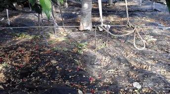 樱桃树修剪视频讲解,视频教程精华概述