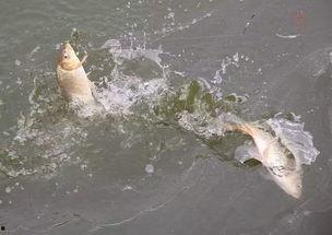 肥水钓鱼视频,视频教学助你轻松捕获大鱼