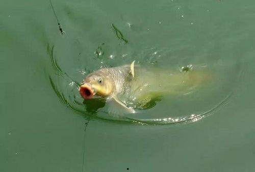 肥水钓鱼视频,视频教学助你轻松捕获大鱼