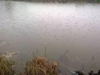 肥水钓鱼视频,视频教学助你轻松捕获大鱼