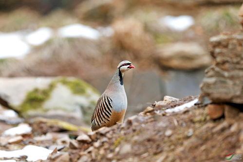 抓石鸡视频,一场惊心动魄的野外挑战