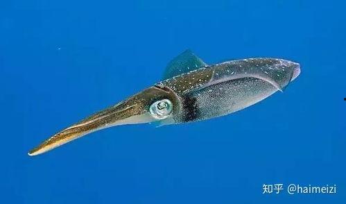 灯光船捕鱿鱼视频,揭秘海洋捕捞的夜间奇观