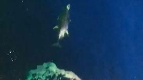 灯光船捕鱿鱼视频,揭秘海洋捕捞的夜间奇观