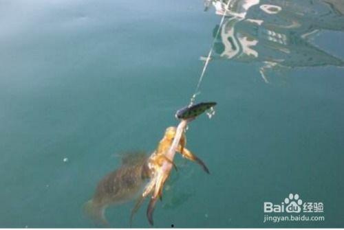 灯光船捕鱿鱼视频,揭秘海洋捕捞的夜间奇观