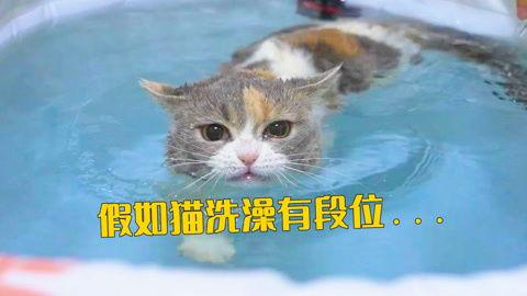 猫咪洗澡视频,萌宠洗浴瞬间