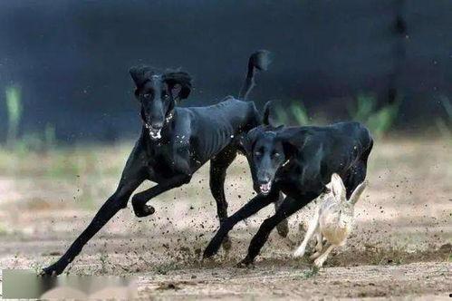 大荔细狗撵兔视频2016,2016年大荔细狗撵兔精彩瞬间回顾